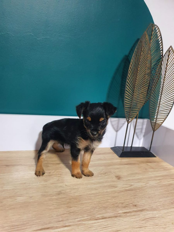 Photo #4 de Confetti