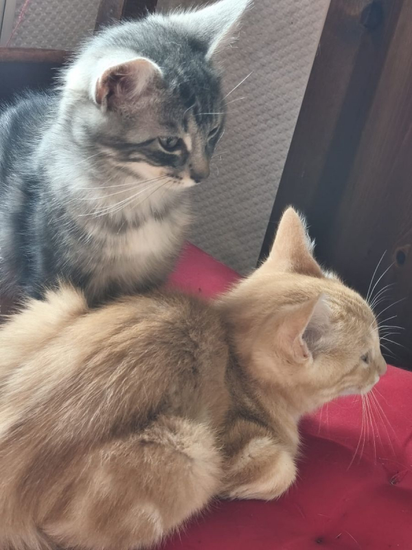 Photo #1 de Caramel 