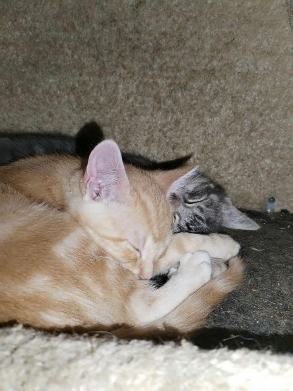 Photo #3 de Caramel 