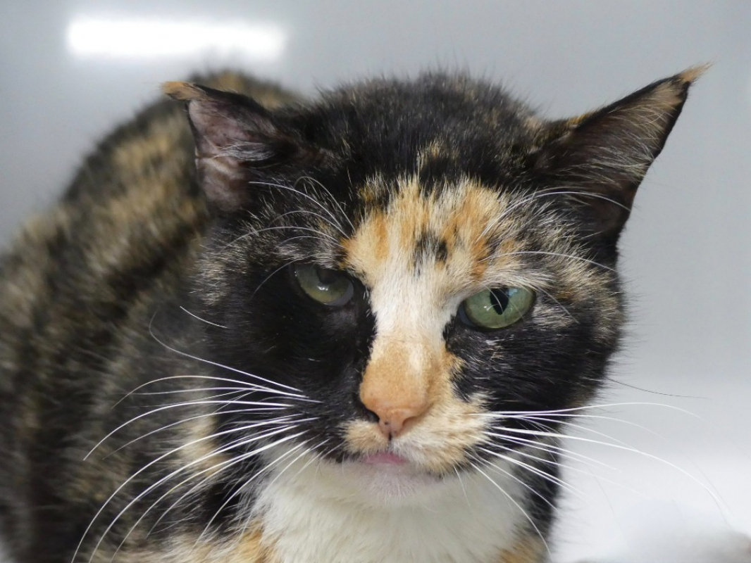 Photo #1 de Galleria