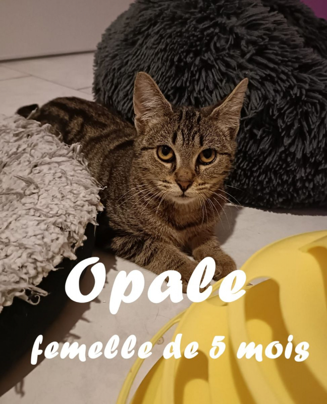 Photo #2 de Opale