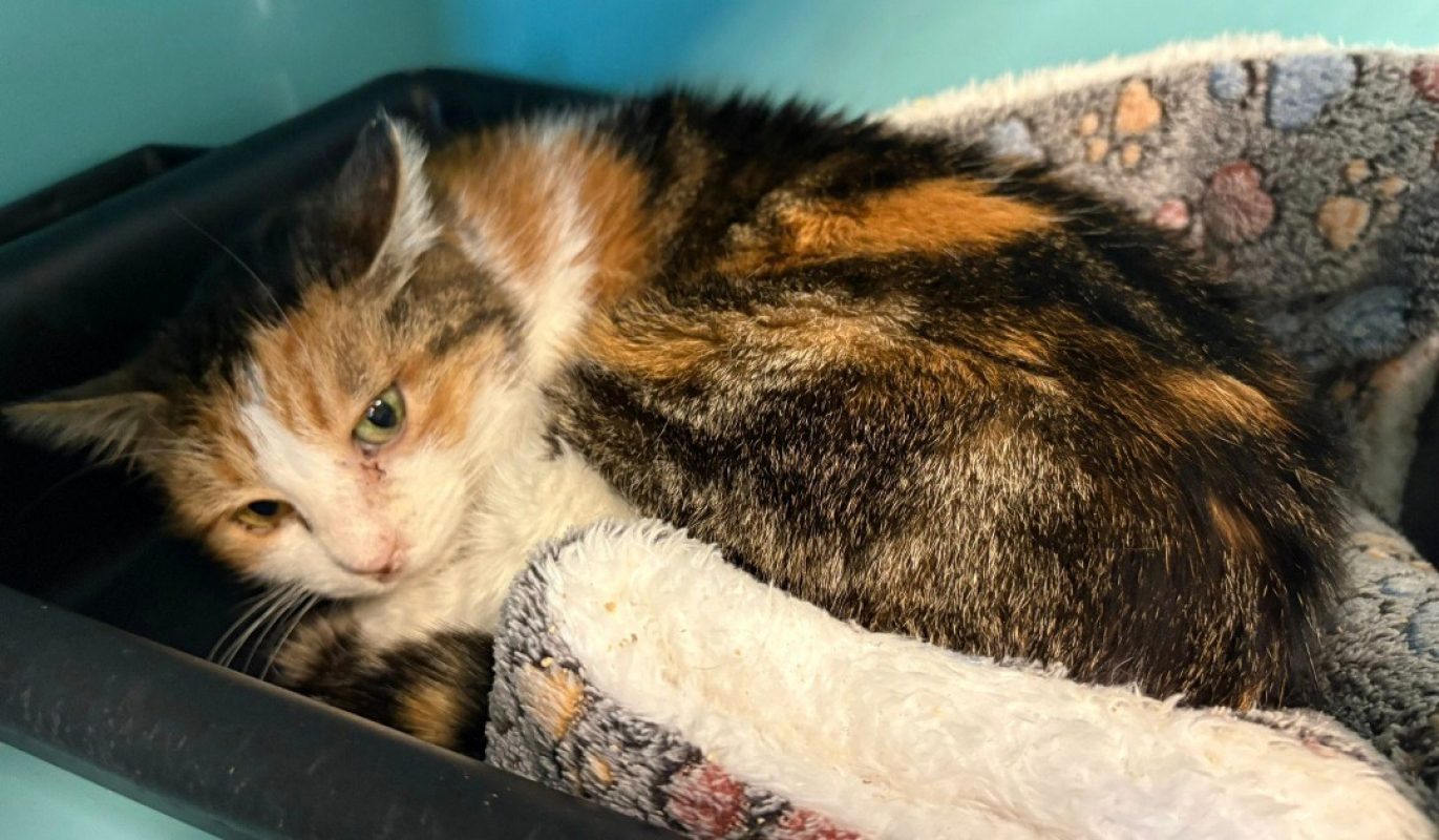 Choukette - Chat Européen à adopter