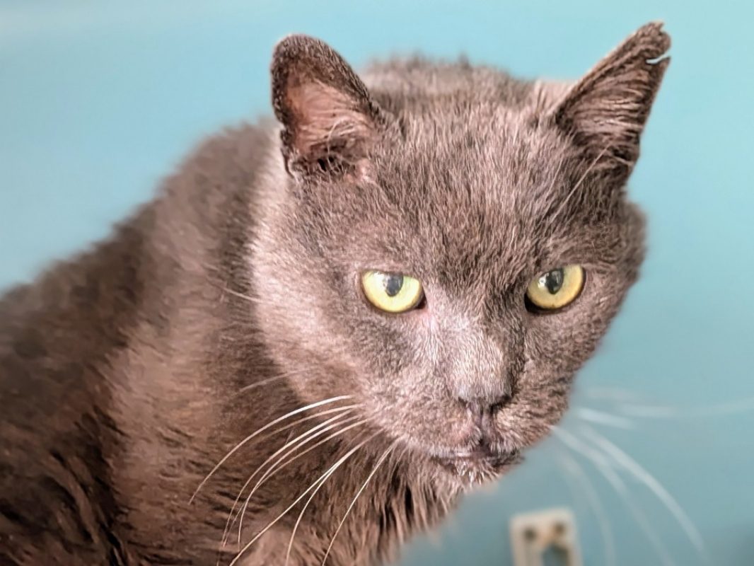 Costos - Chat à adopter