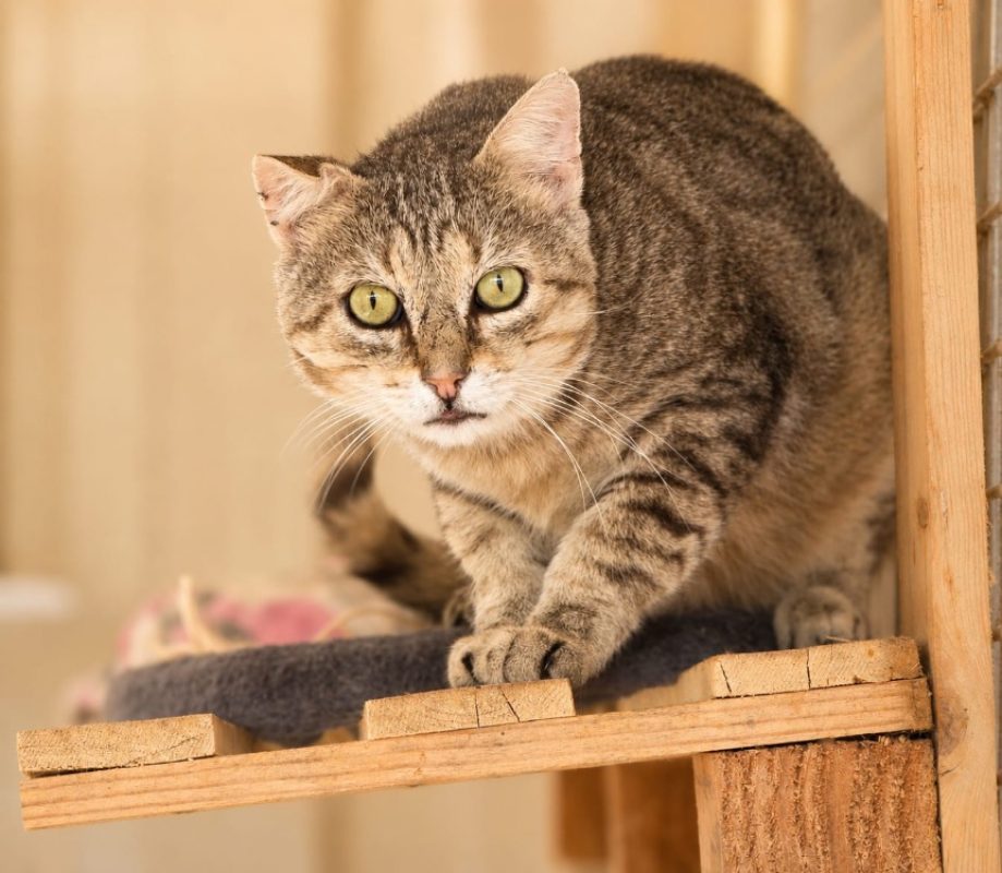 Zoidberg - Chat Européen à adopter