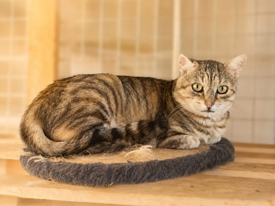 Zoidberg - Chat Européen à adopter - photo 2