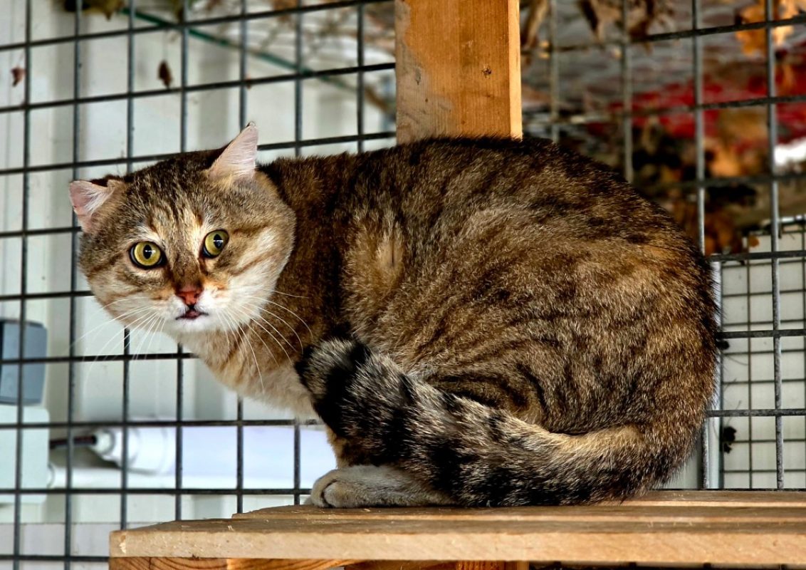 Zoidberg - Chat Européen à adopter - photo 3