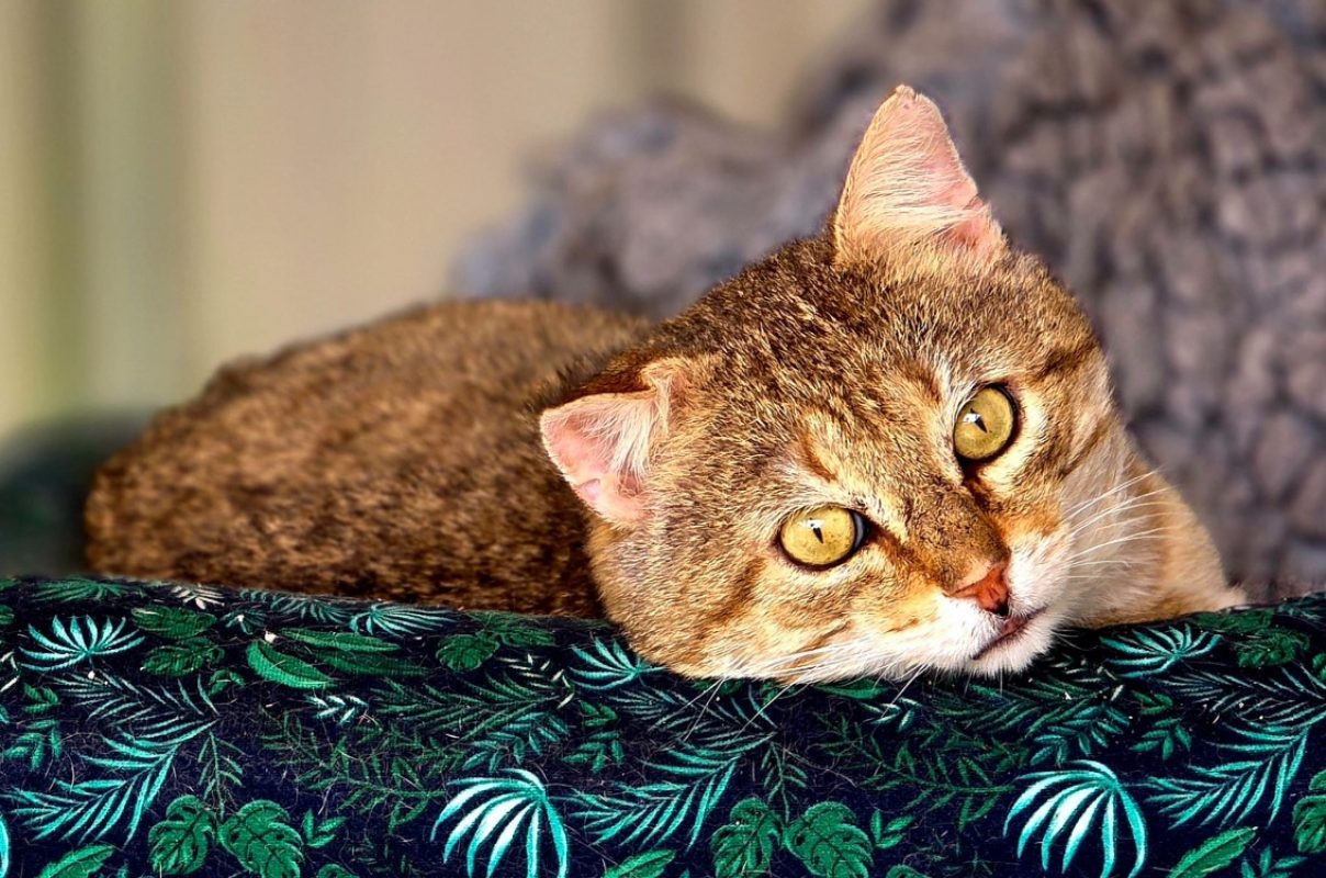 Zoidberg - Chat Européen à adopter - photo 4