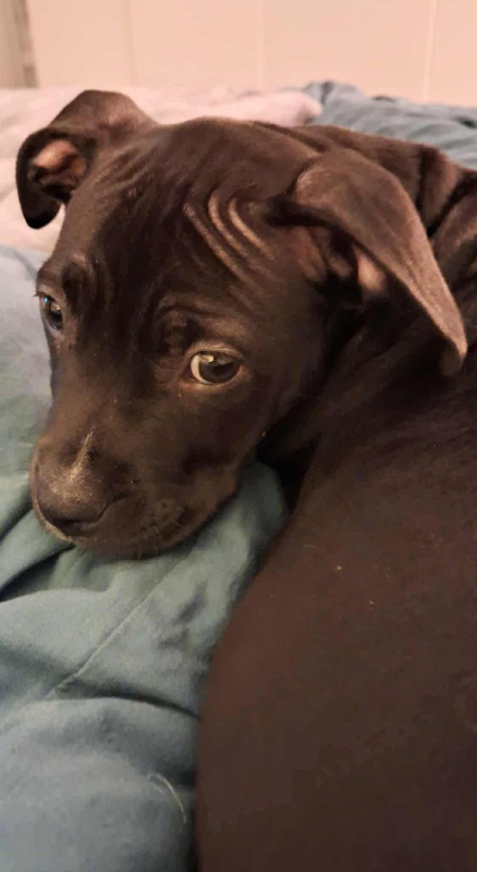 Photo #1 de AVALANCHE