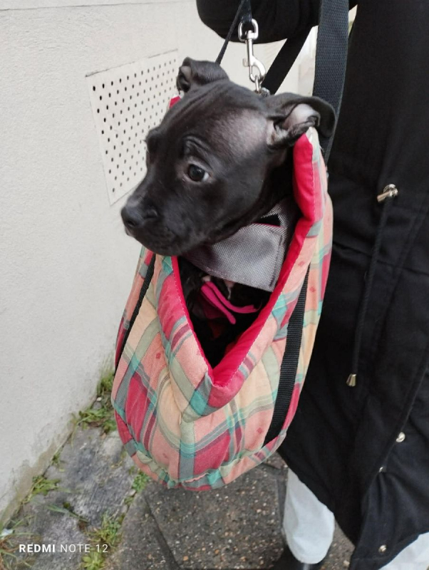 Photo #2 de AVALANCHE