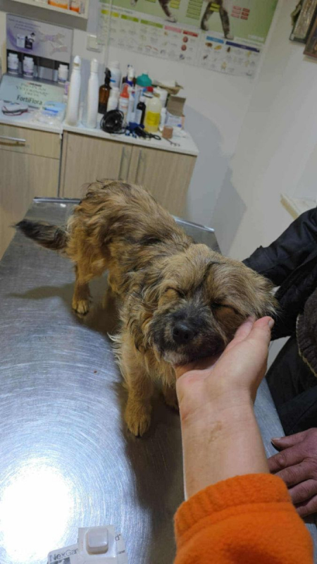 Photo #1 de REGLISSE