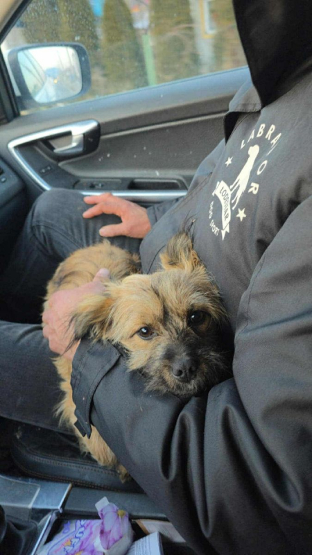 Photo #3 de REGLISSE