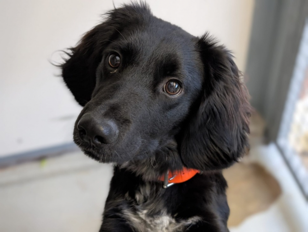 Photo #1 de Vagabond