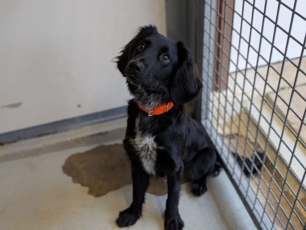 Photo #2 de Vagabond