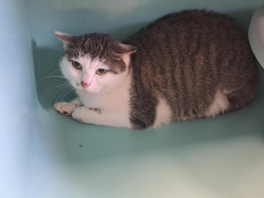 Photo #2 de Hossegor