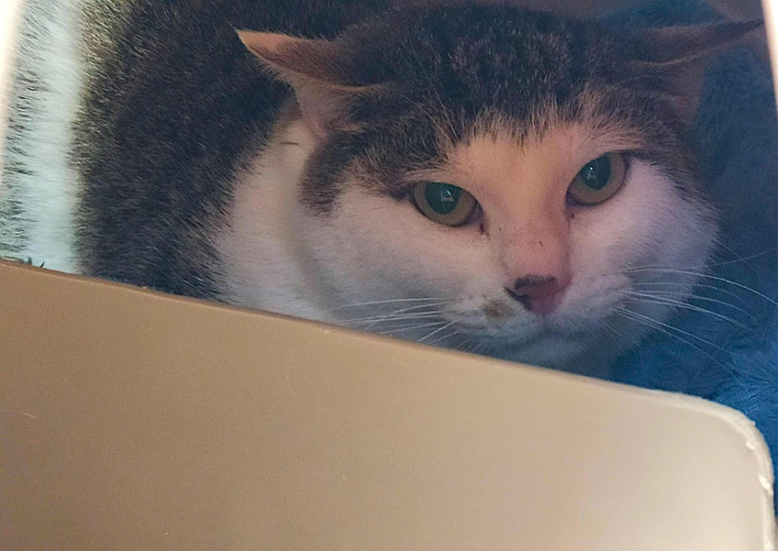 Photo #3 de Hossegor