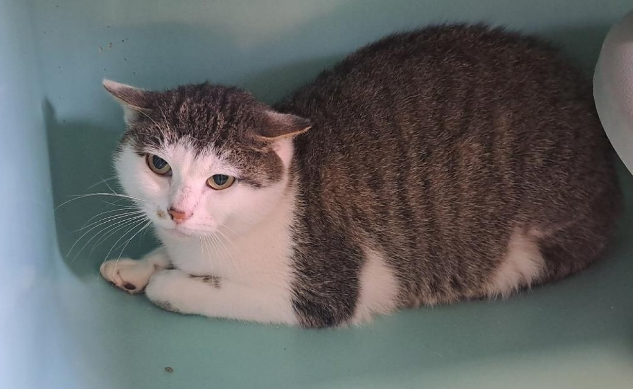 Photo #9 de Hossegora