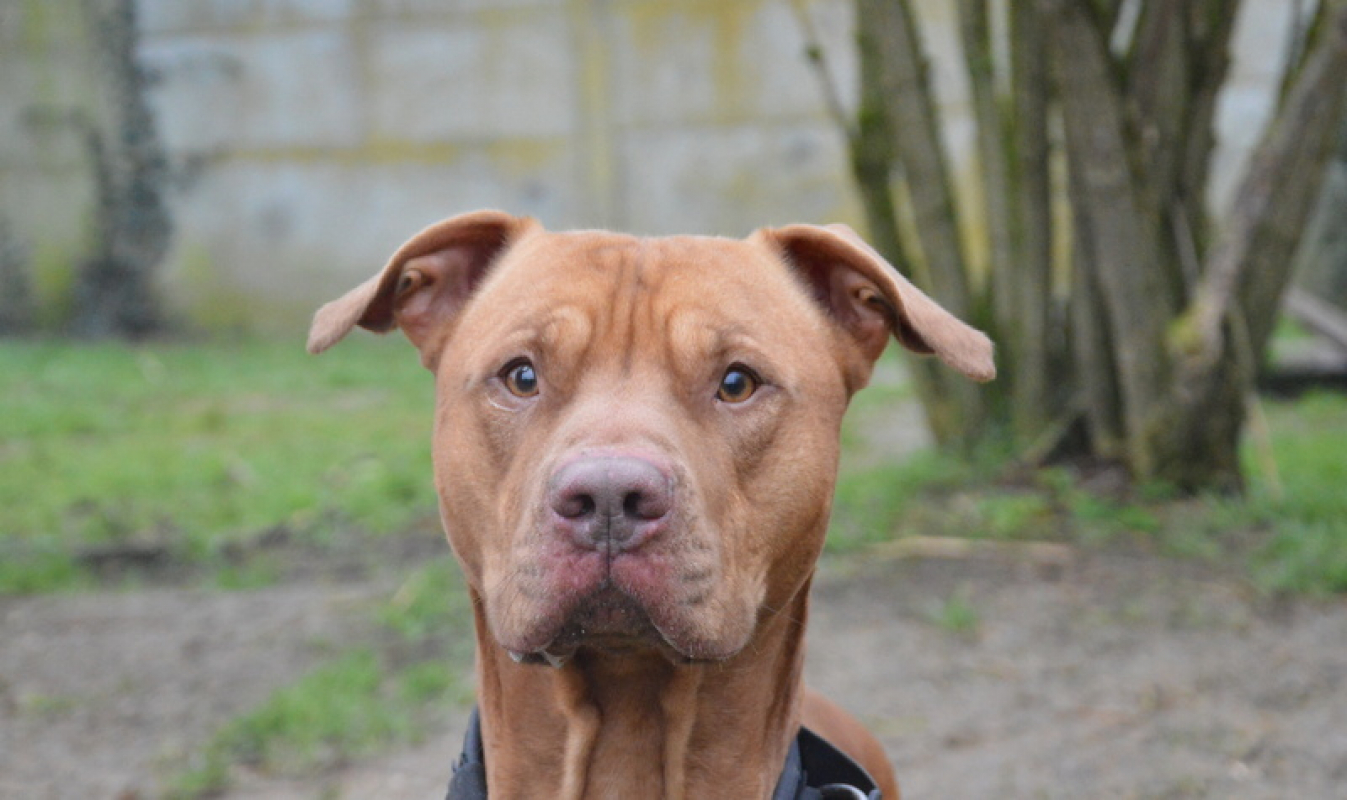 Photo #1 de Tyson