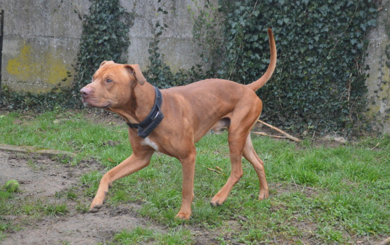 Photo #2 de Tyson
