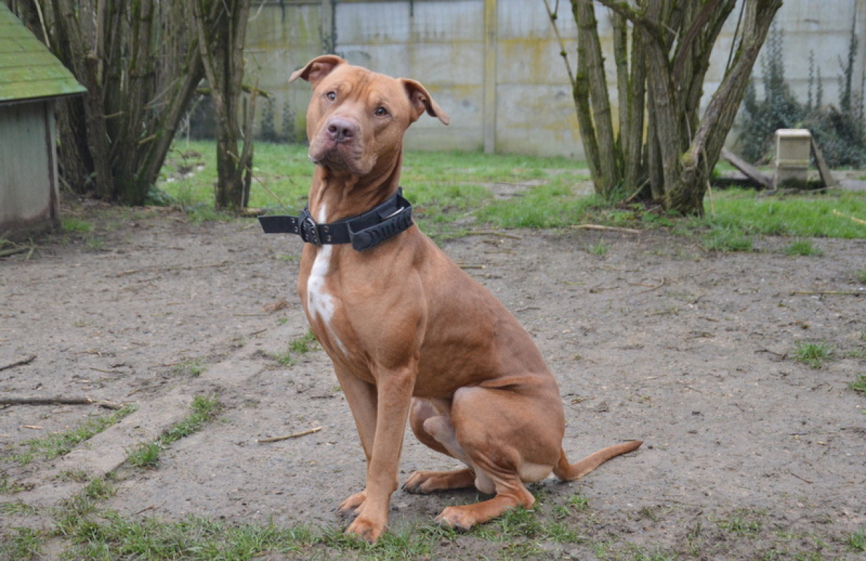 Photo #4 de Tyson