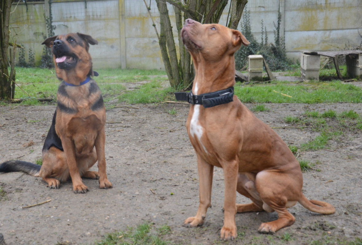 Photo #6 de Tyson