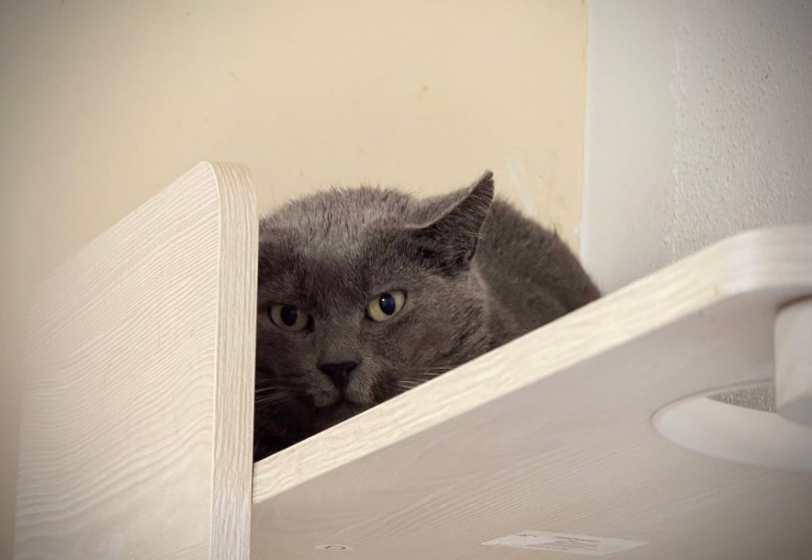 Pongo - Chat Européen à adopter