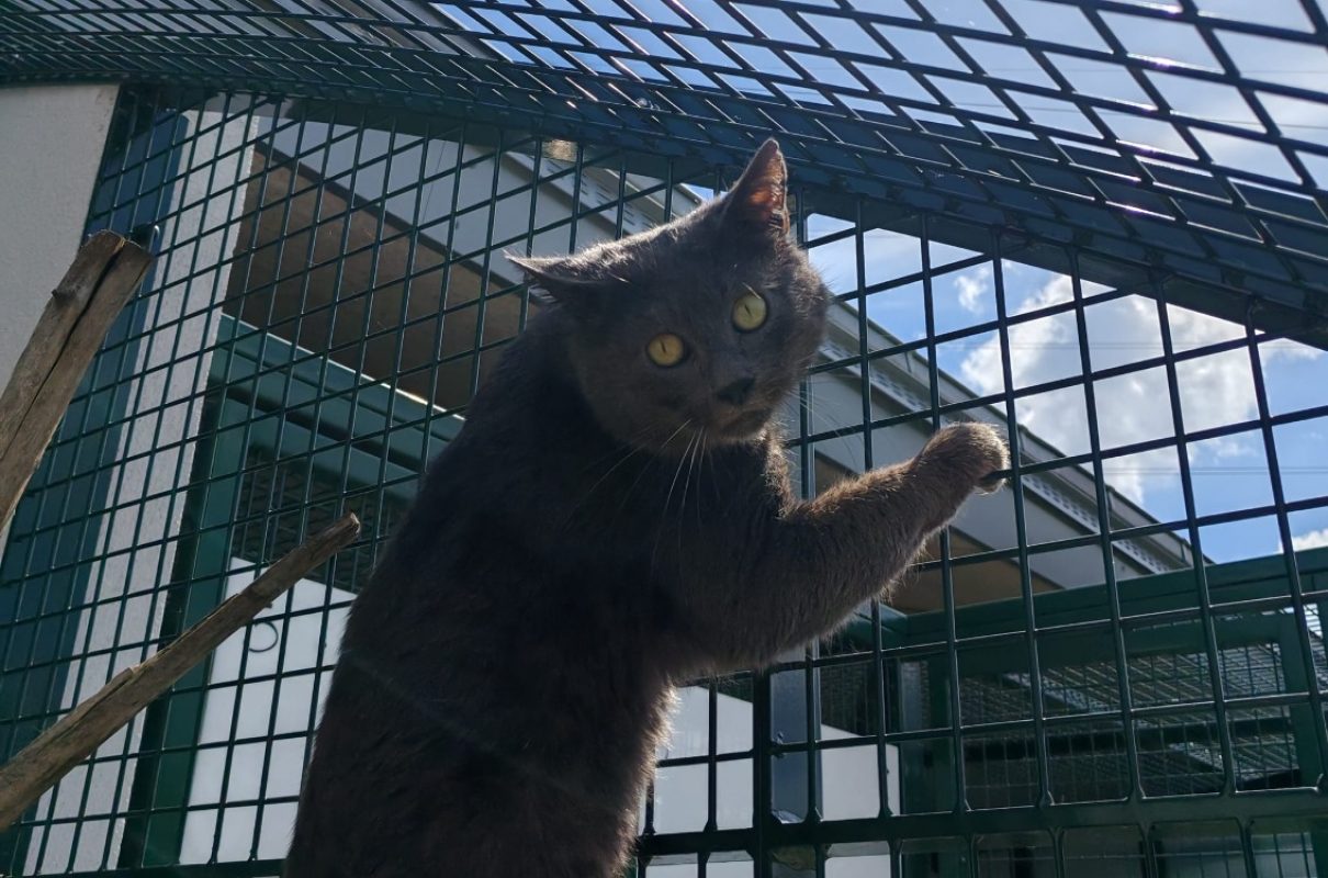 Pongo - Chat Européen à adopter - photo 2
