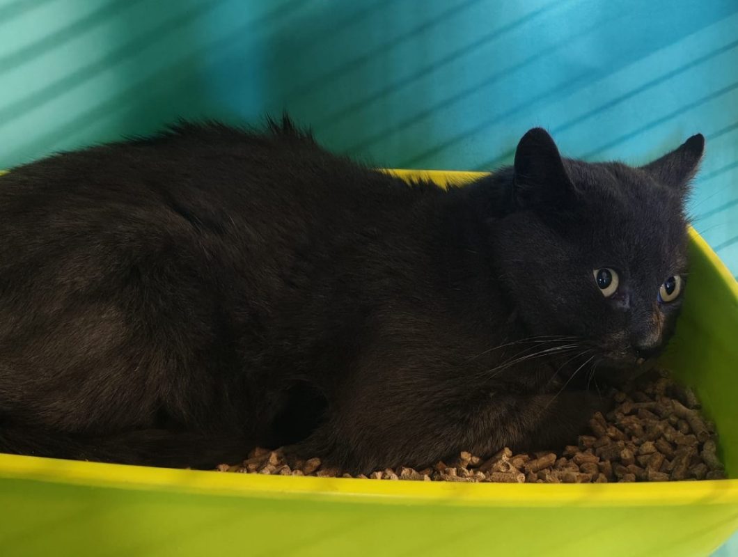 Pongo - Chat Européen à adopter - photo 3