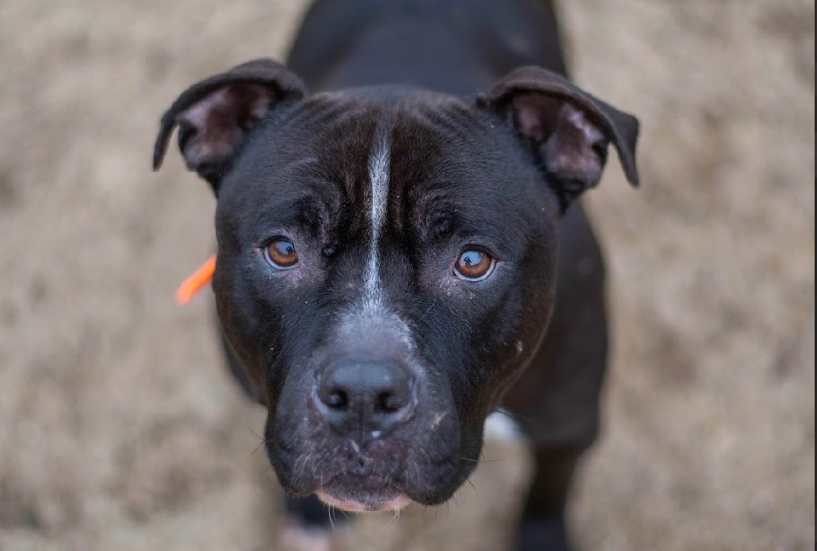 Photo #2 de Tyron dit t-rex