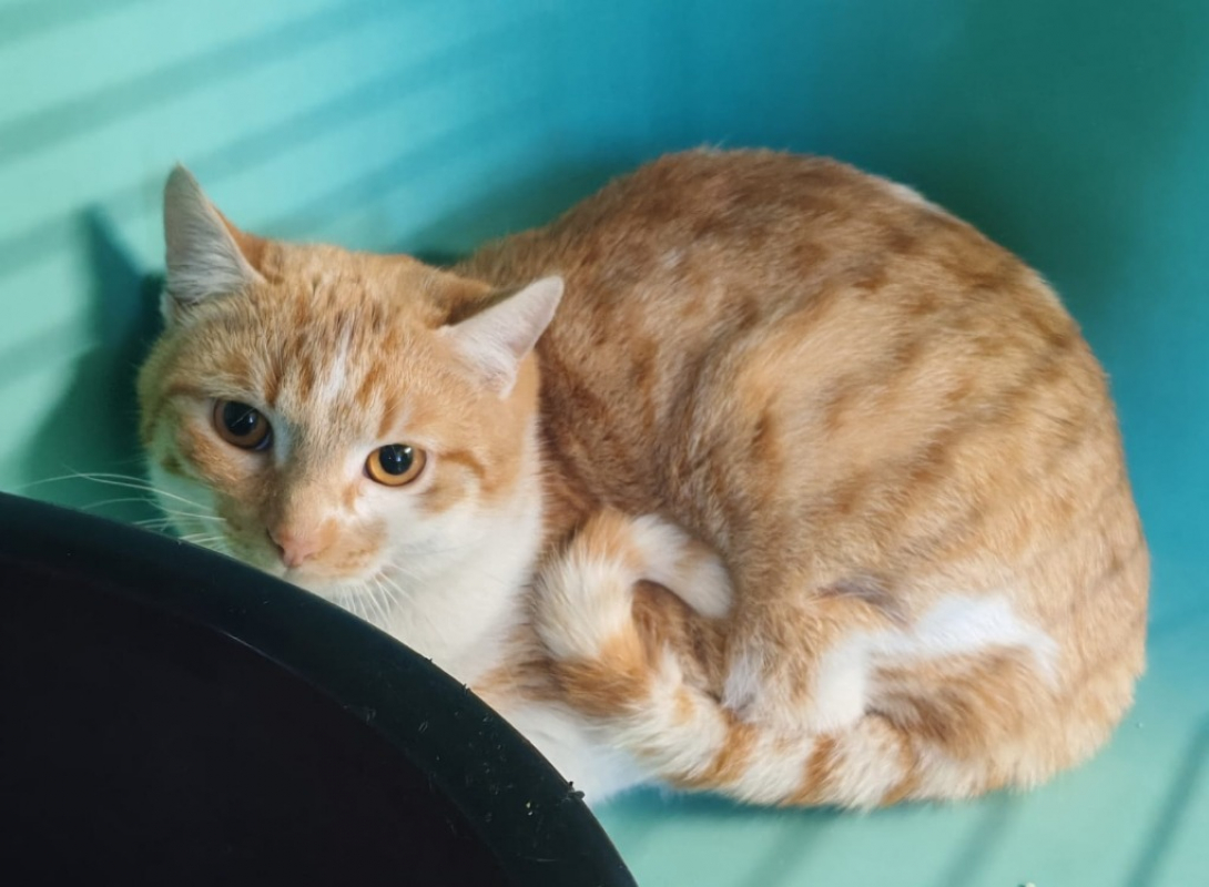 Photo de Tyson