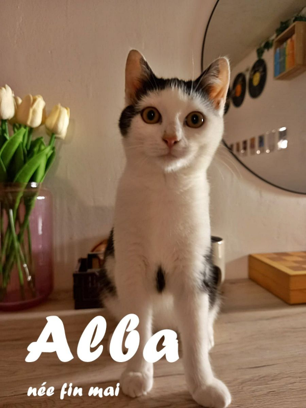 Photo #3 de Alba