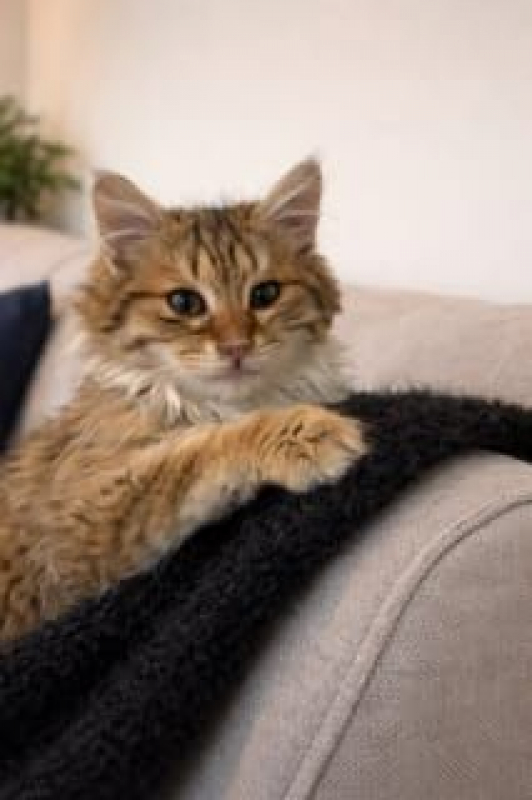 Photo #1 de Princesse