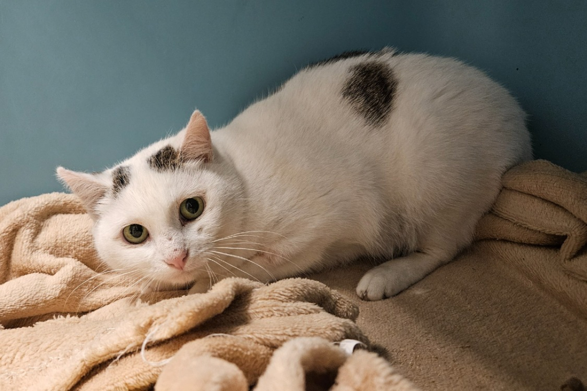 Photo #2 de Cornemuse