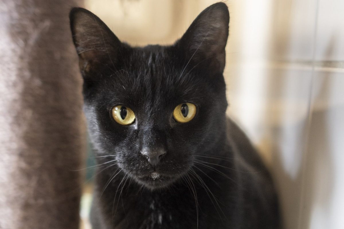 Jacob - Chat Européen à adopter