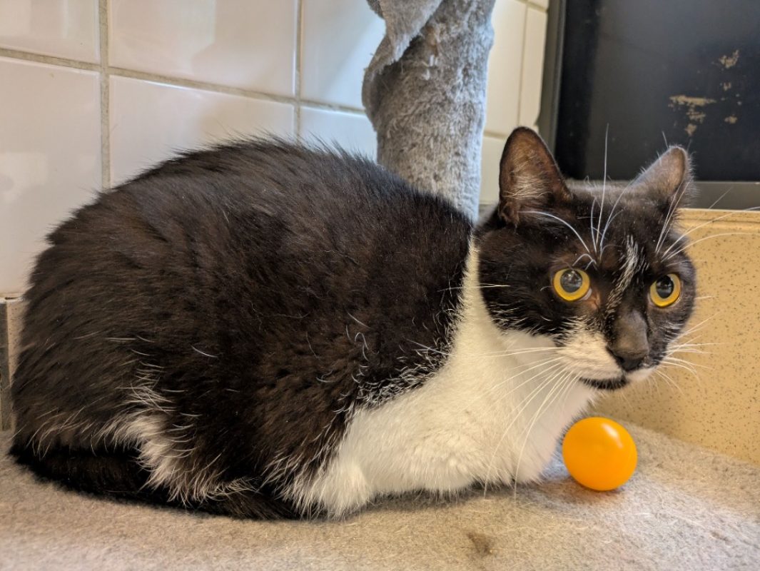 Wilson - Chat Européen à adopter