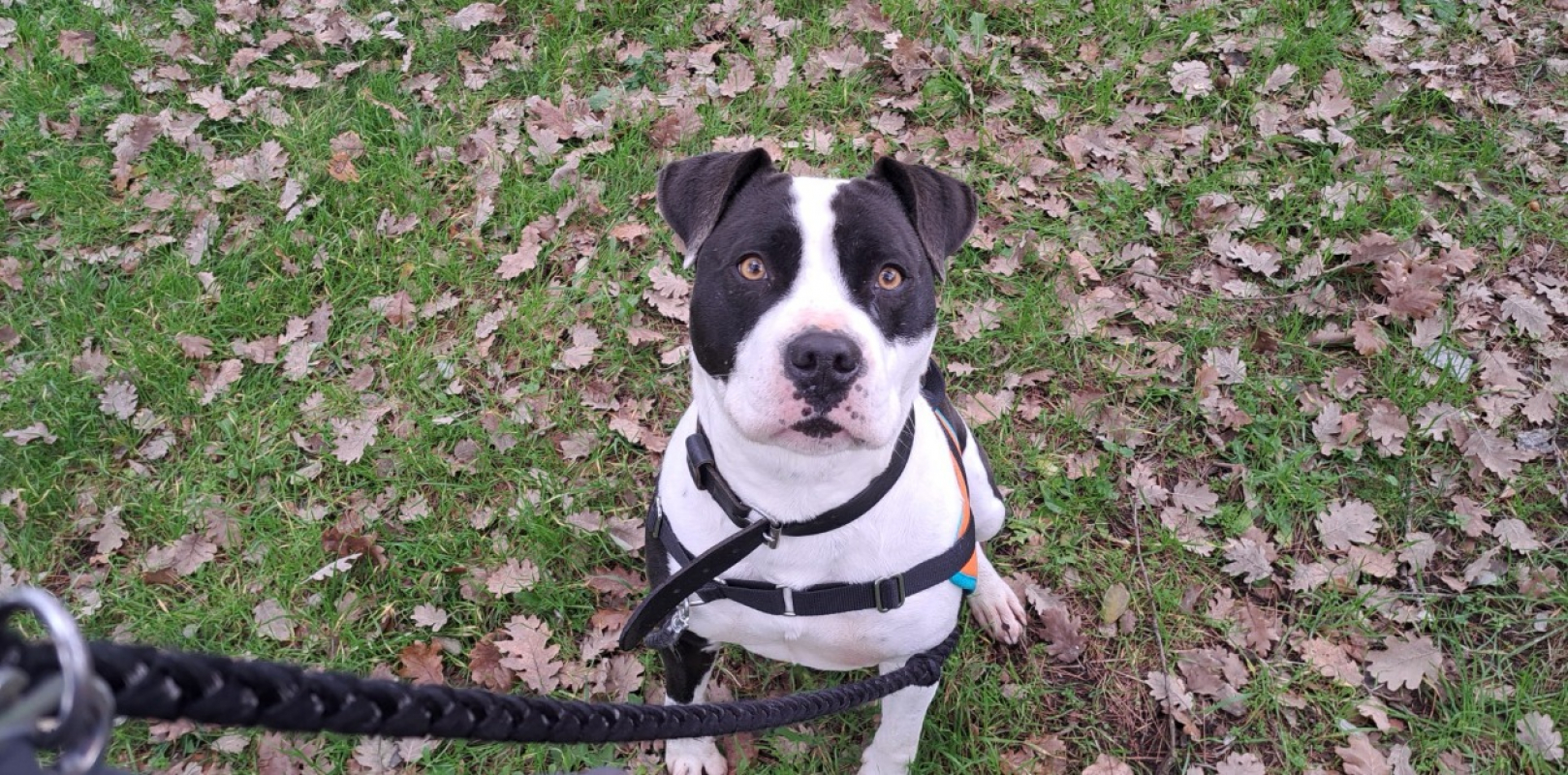 Photo #1 de Sno pyper