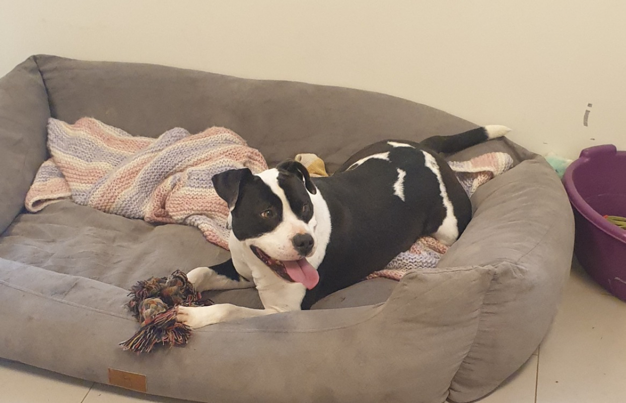 Photo #2 de Sno pyper