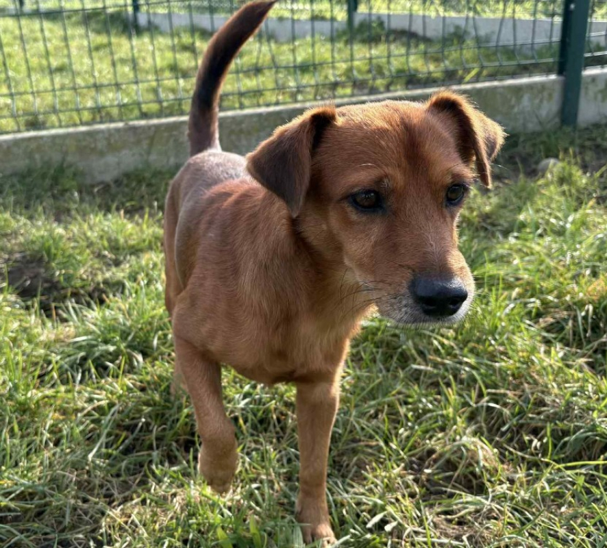 Photo #2 de Thimoutou