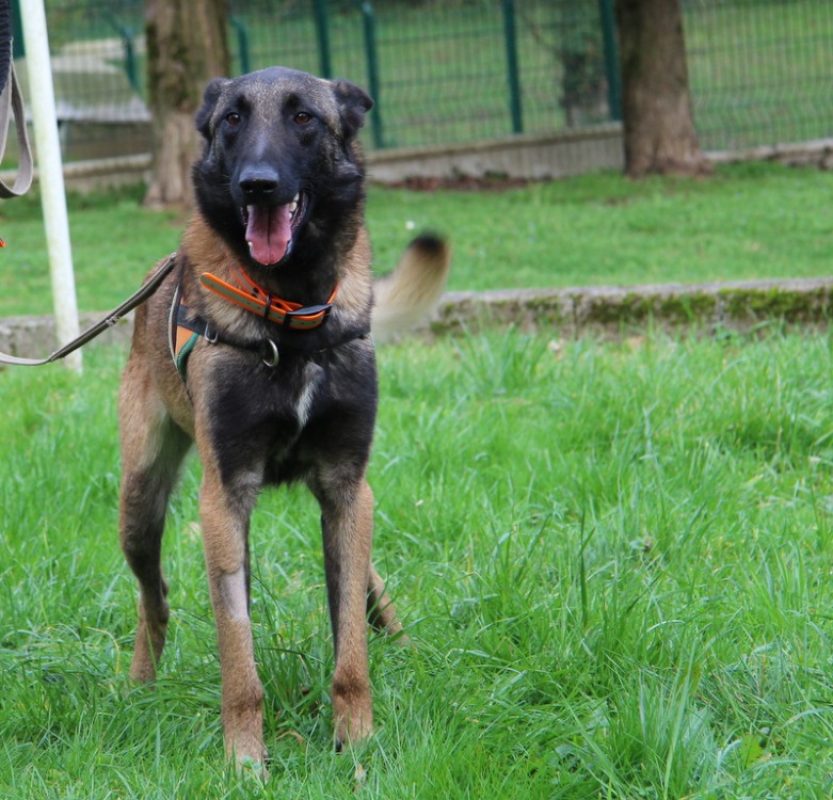 Koda - Chien à adopter