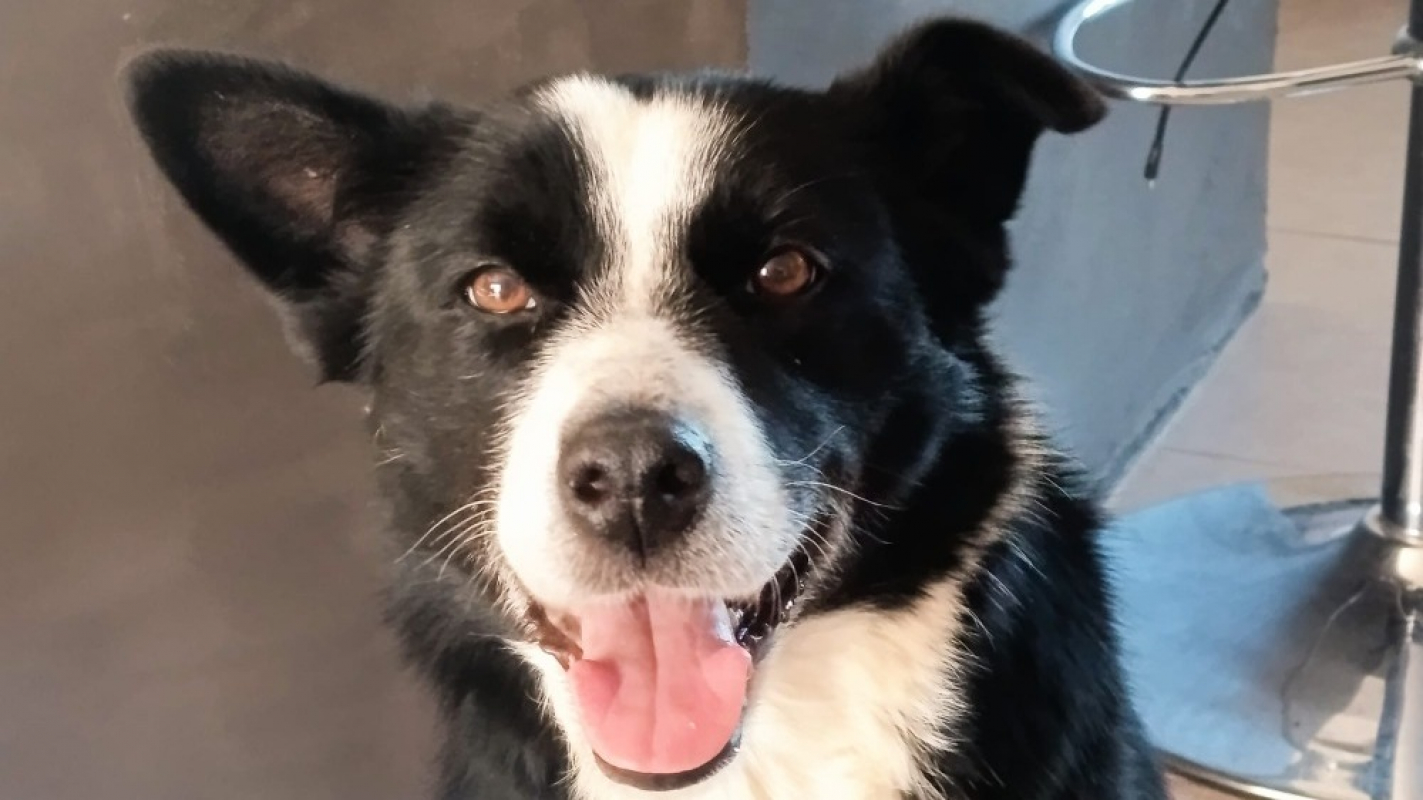 Photo #1 de Myrtille