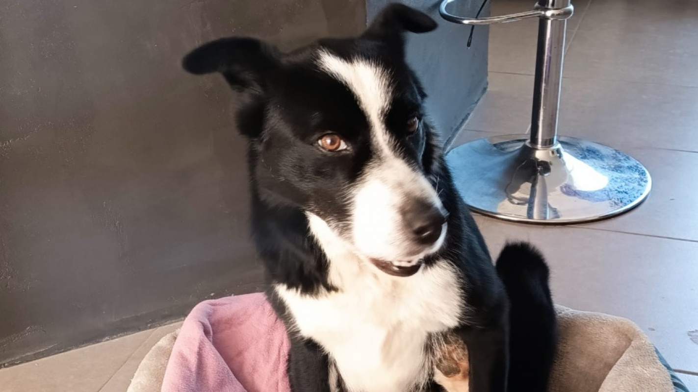 Photo #2 de Myrtille