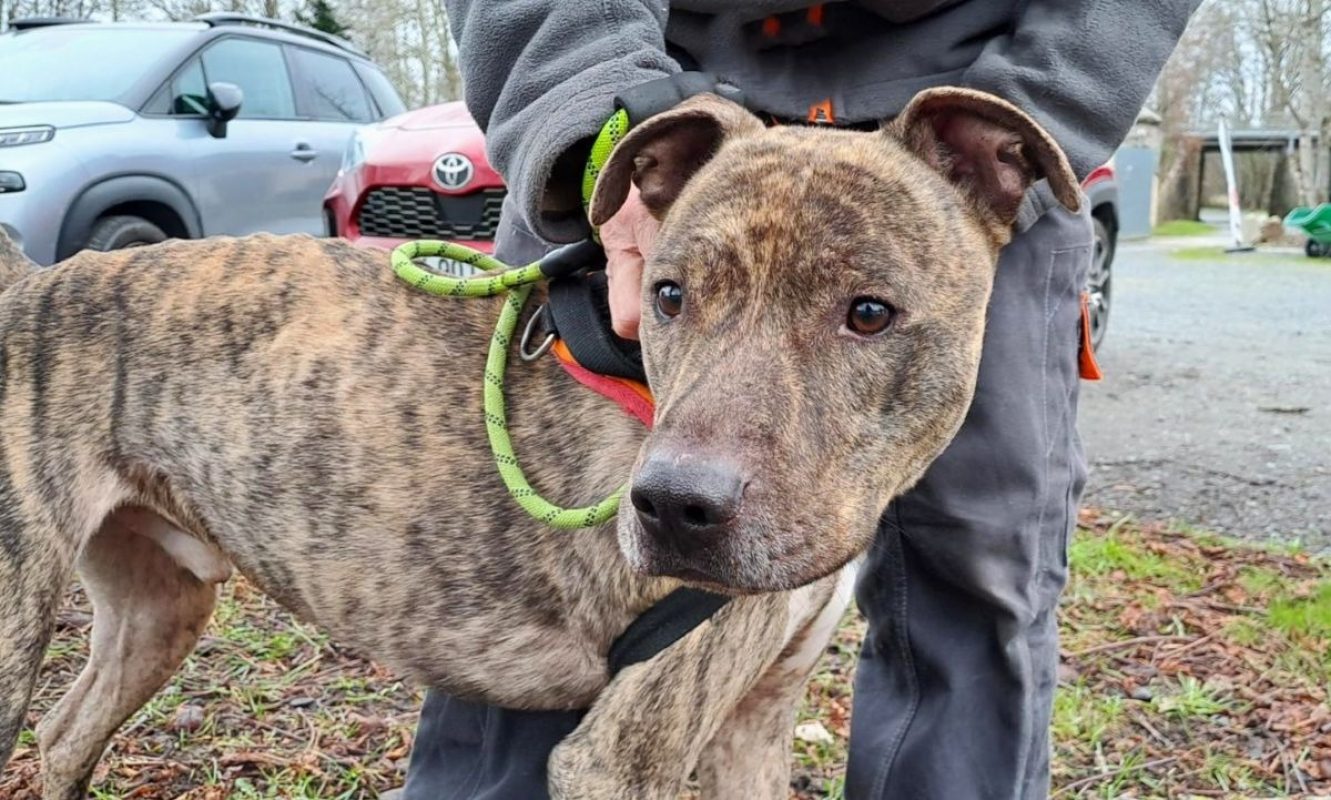 Osha - Chien Bouledogue Américain à adopter - photo 2