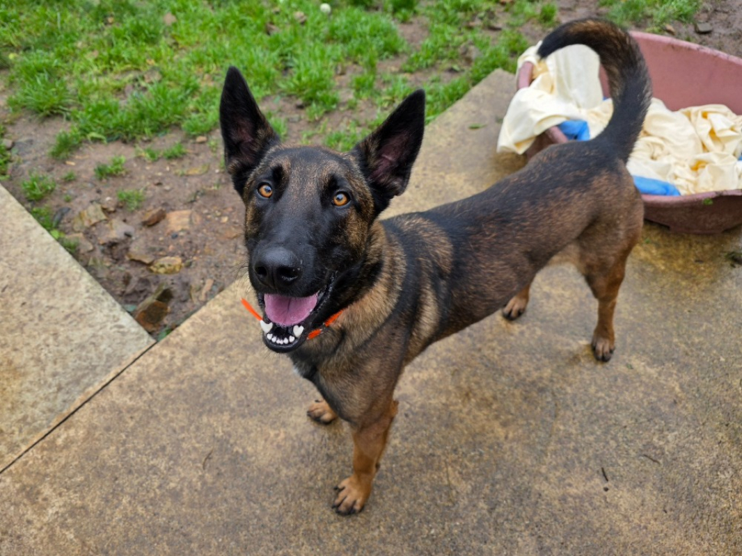 Photo #1 de P'tit lu