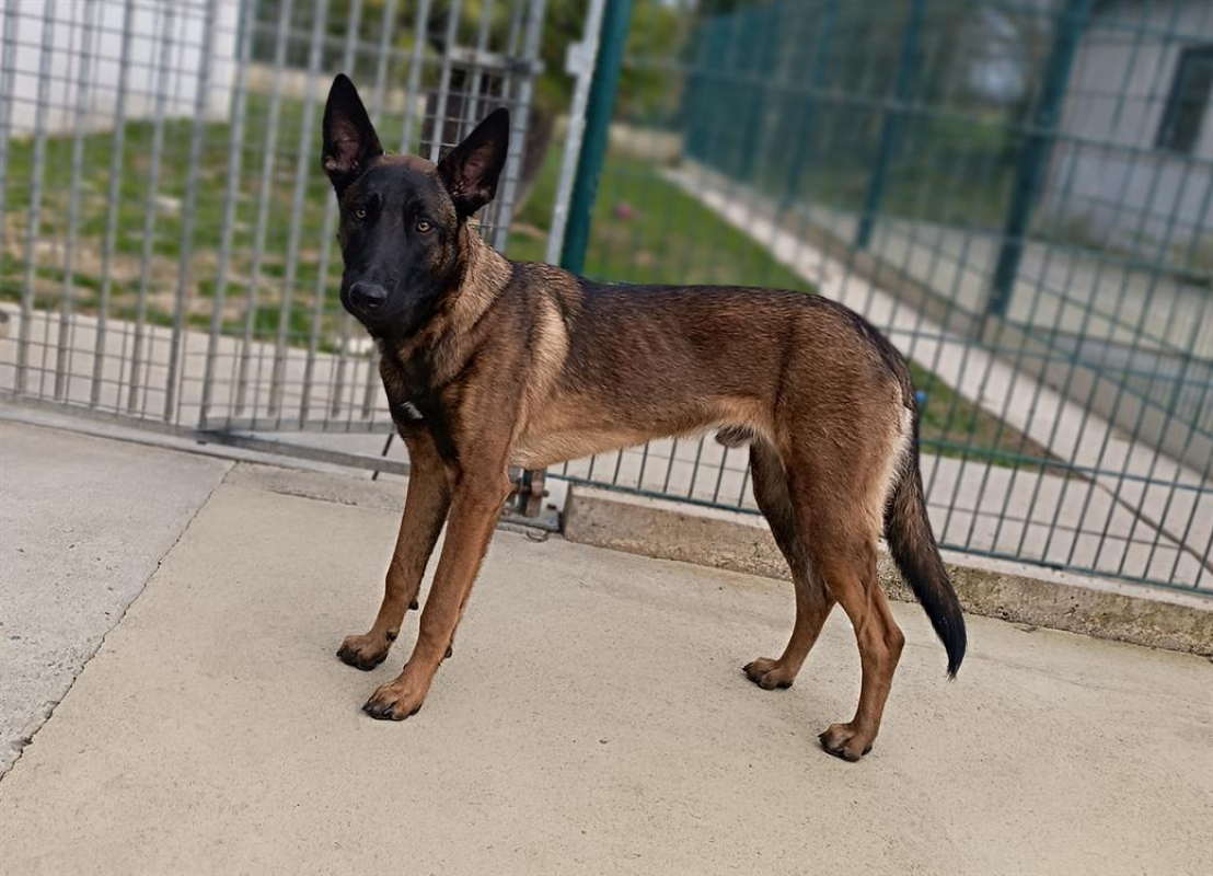 Photo #5 de P'tit lu