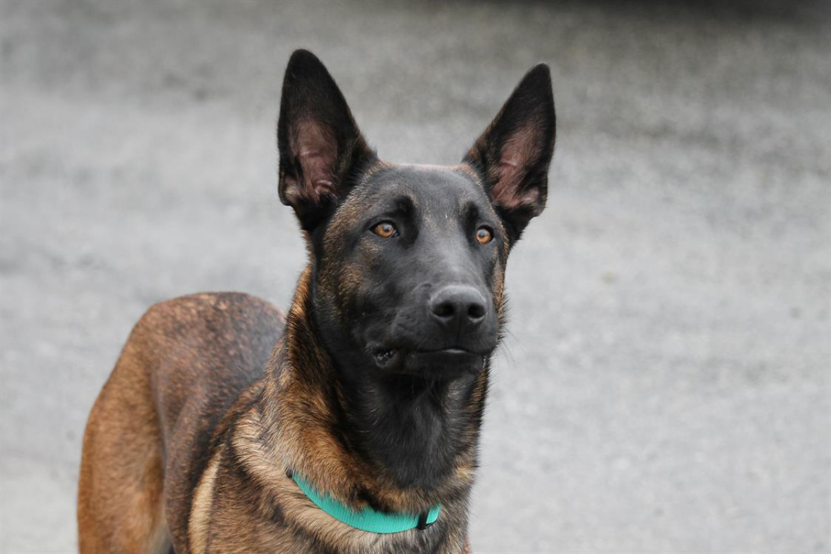 Photo #2 de P'tit lu