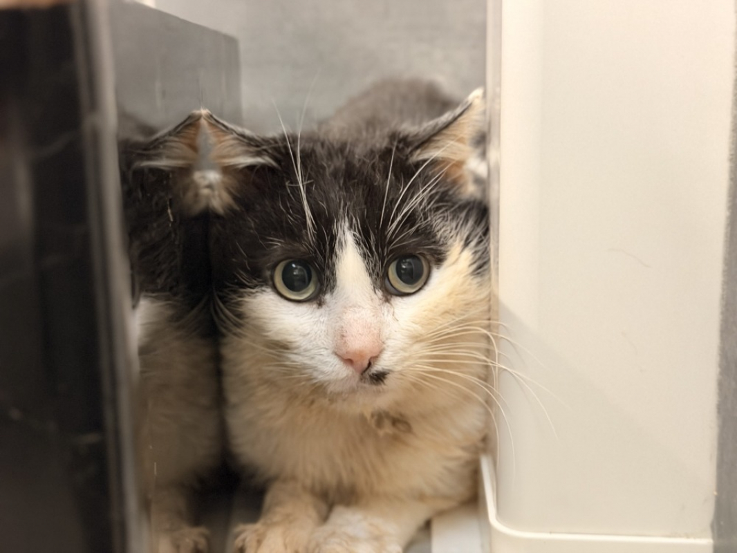 Photo #1 de Jonathan