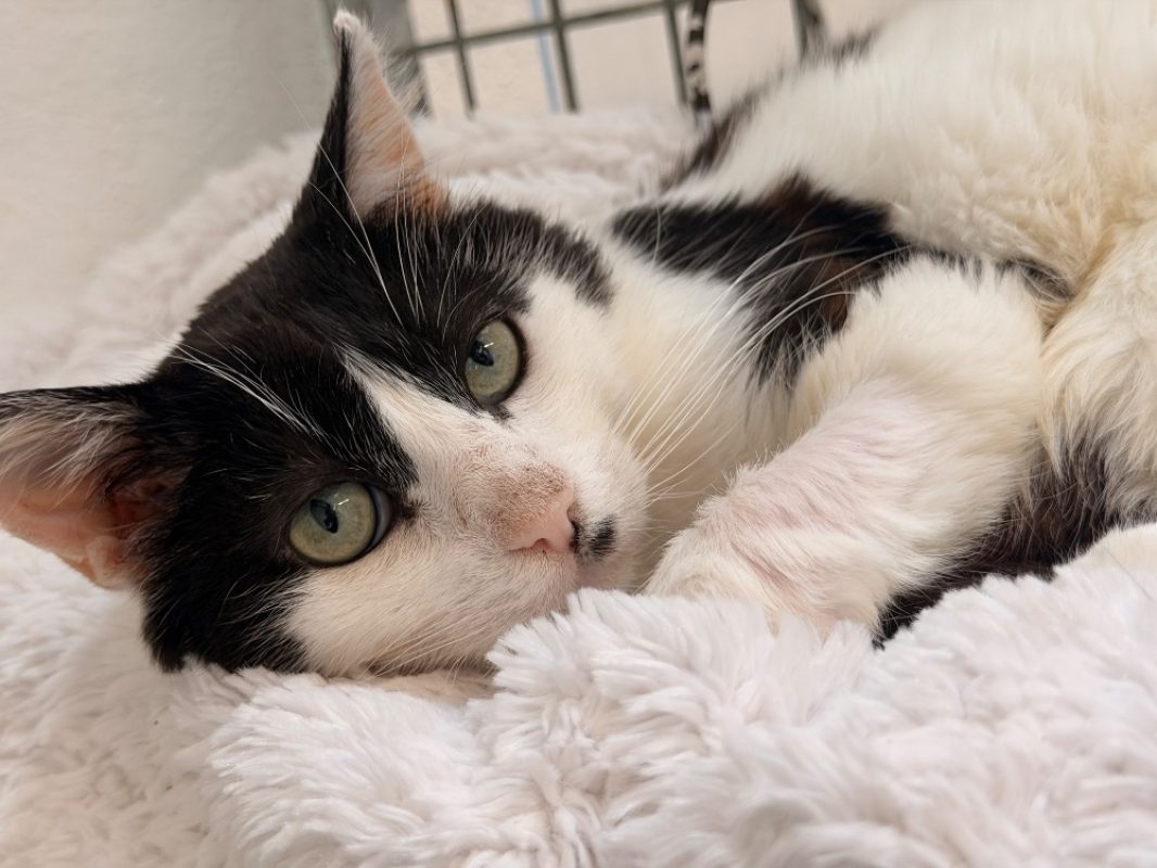 Jonathan - Chat Européen à adopter