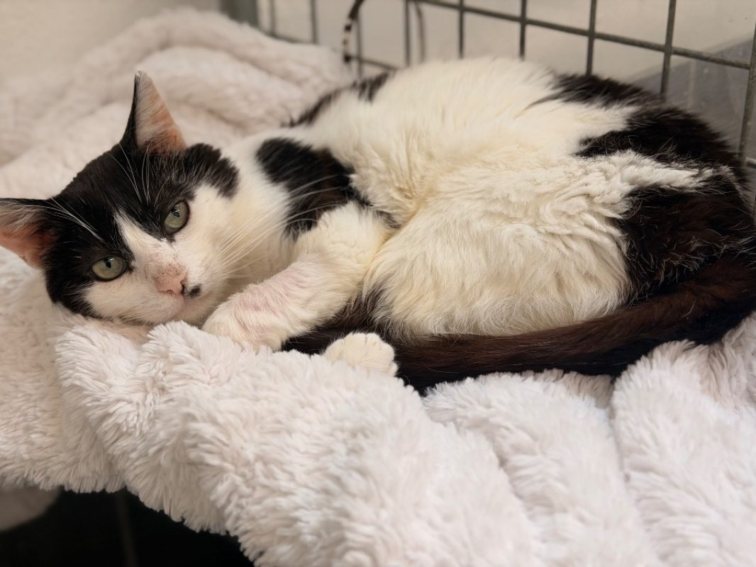 Jonathan - Chat Européen à adopter - photo 3