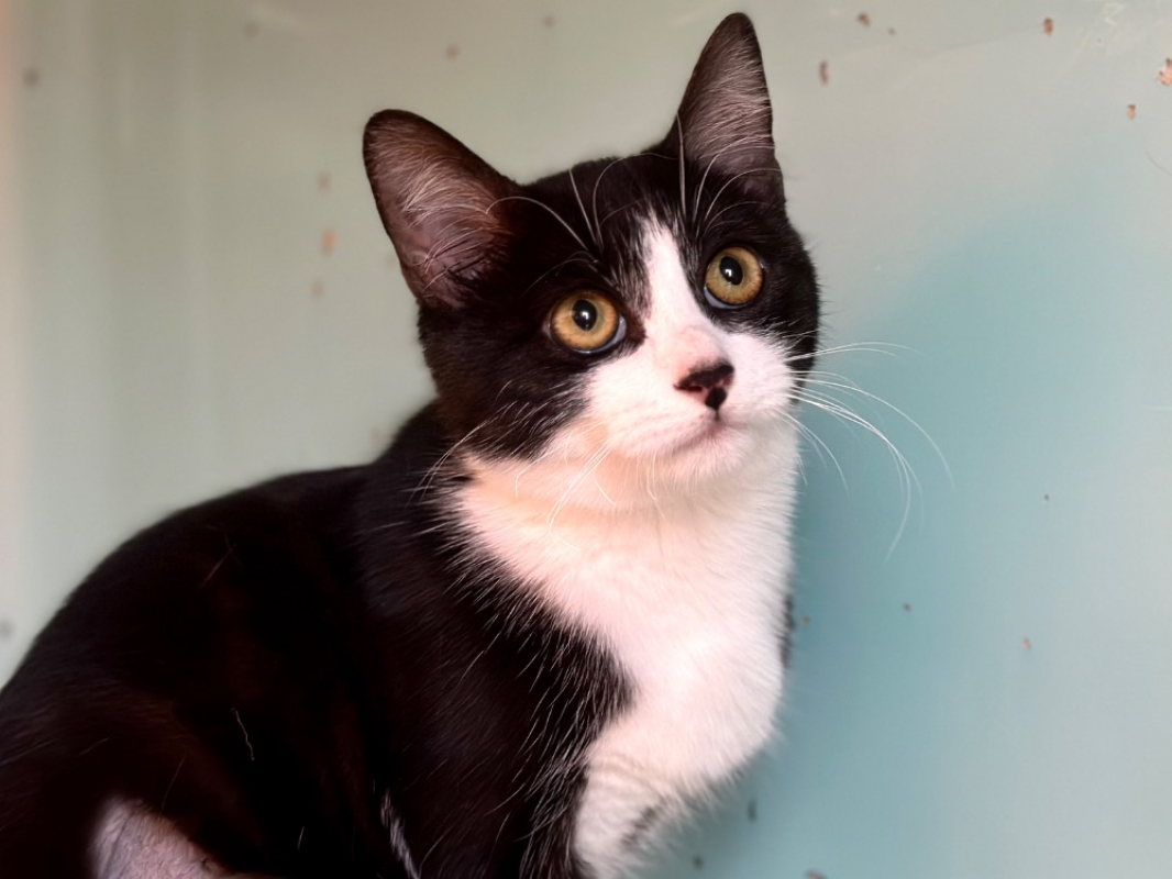 Photo #1 de Confetti