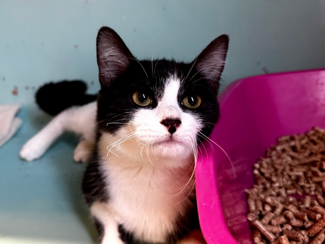 Photo #2 de Confetti