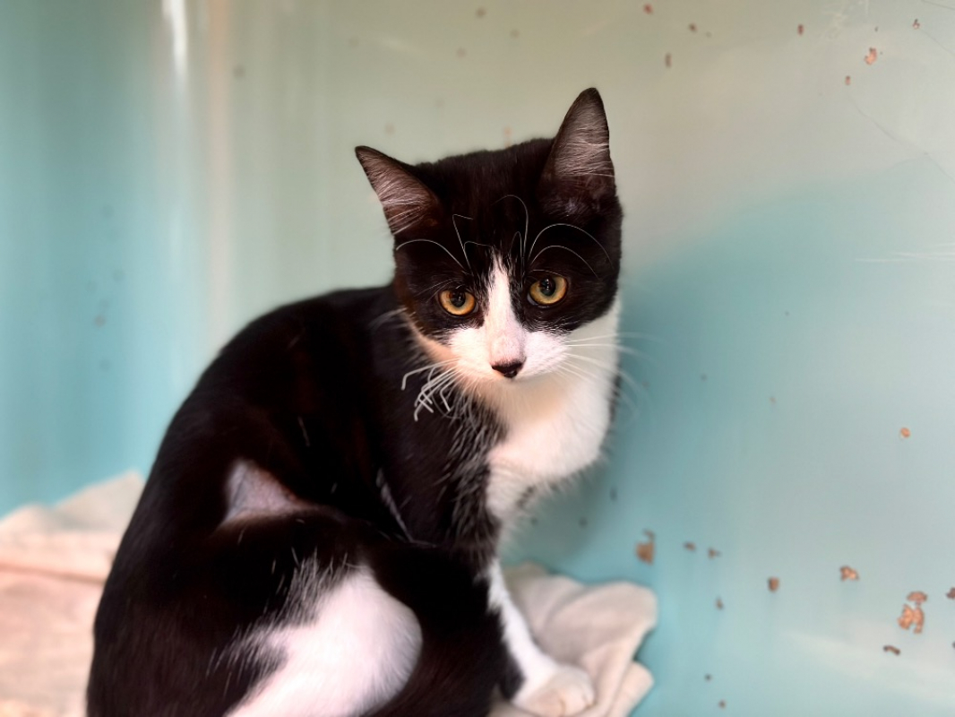 Photo #3 de Confetti